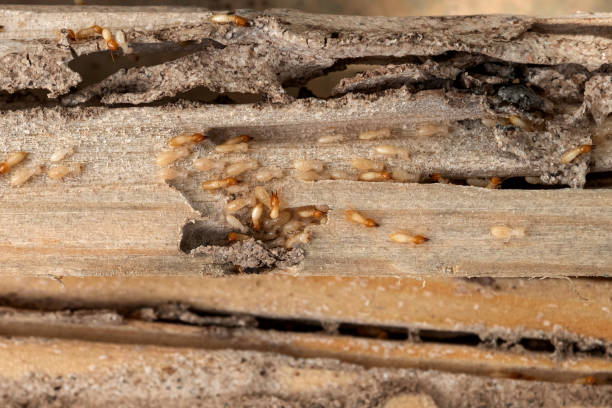 Best Bed Bug Extermination  in Lake City, SC
